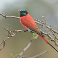 Żołna szkarłatna - Merops nubicus - Northern Carmine Bee-eater