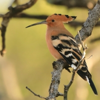 Dudek - Upupa epops - Common Hoopoe