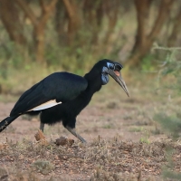 Dzioboróg abisyński - Bucorvus abyssinicus - Northern Ground Hornbill