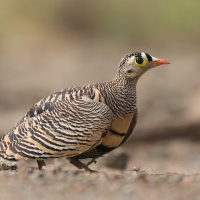 Stepówka prążkowana - Pterocles lichtensteinii - Lichtenstein's Sandgrouse