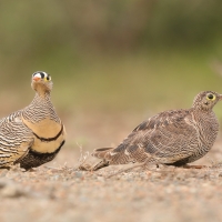 Stepówka prążkowana - Pterocles lichtensteinii - Lichtenstein's Sandgrouse