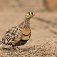 Stepówka prążkowana - Pterocles lichtensteinii - Lichtenstein's Sandgrouse