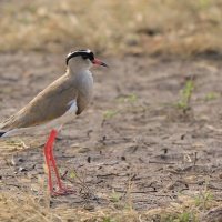 Czajka koroniasta - Vanellus coronatus - Crowned Lapwing