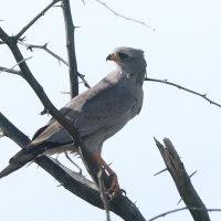 Jastrzębiak ciemny - Melierax metabates - Dark Chanting Goshawk