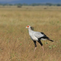 Sekretarz - Sagittarius serpentarius - Secretary-bird