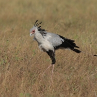 Sekretarz - Sagittarius serpentarius - Secretary-bird