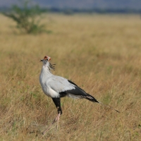 Sekretarz - Sagittarius serpentarius - Secretary-bird