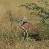 Drop arabski - Ardeotis arabs - Arabian Bustard