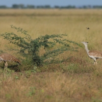 Drop arabski - Ardeotis arabs - Arabian Bustard
