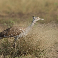 Drop arabski - Ardeotis arabs - Arabian Bustard