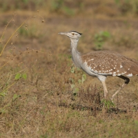 Drop arabski - Ardeotis arabs - Arabian Bustard