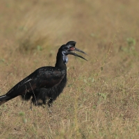 Dzioboróg abisyński - Bucorvus abyssinicus - Northern Ground Hornbill