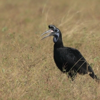 Dzioboróg abisyński - Bucorvus abyssinicus - Northern Ground Hornbill