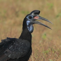 Dzioboróg abisyński - Bucorvus abyssinicus - Northern Ground Hornbill