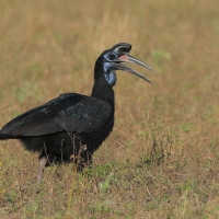 Dzioboróg abisyński - Bucorvus abyssinicus - Northern Ground Hornbill
