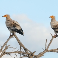 Ścierwnik - Neophron percnopterus - Egyptian Vulture