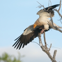 Ścierwnik - Neophron percnopterus - Egyptian Vulture