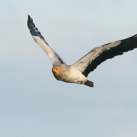 Ścierwnik - Neophron percnopterus - Egyptian Vulture