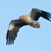 Ścierwnik - Neophron percnopterus - Egyptian Vulture