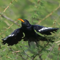 Czarnodudek czerwonodzioby - Rhinopomastus minor - Abyssinian Scimitarbill