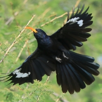 Czarnodudek czerwonodzioby - Rhinopomastus minor - Abyssinian Scimitarbill