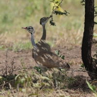 Dropik senegalski - Eupodotis senegalensis - White-bellied Bustard