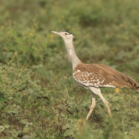 Drop arabski - Ardeotis arabs - Arabian Bustard