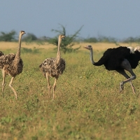 Struś szaroskóry - Sturio molybdophanes - Somali Ostrich