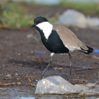 Czajka szponiasta - Vanellus spinosus - Spur-winged Lapwing