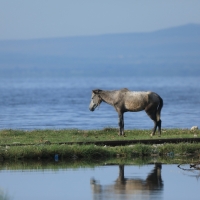 Konie, które nie nadają się do pracy pozostawiane są same sobie.