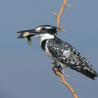 Rybaczek srokaty - Ceryle rudis - Pied Kingfisher