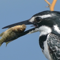 Rybaczek srokaty - Ceryle rudis - Pied Kingfisher