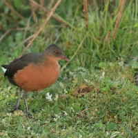 Rudowodnik - Rougetius rougetii - Rouget's Rail