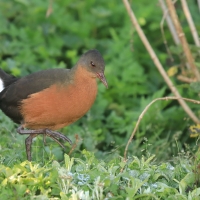 Rudowodnik - Rougetius rougetii - Rouget's Rail