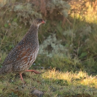 Szponiastonóg etiopski - Chestnut-naped Francolin