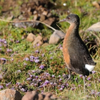 Rudowodnik - Rougetius rougetii - Rouget's Rail
