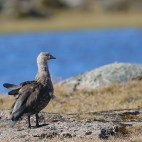 Etiopka - Cyanochen cyanopterus - Blue-winged Goose