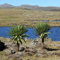 Endemiczne lobelie na płaskowyżu.