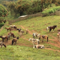 Konie często można spotkać w górach.