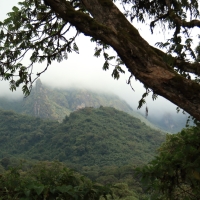 Las u podnóża gór Bale.