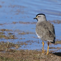 Czajka czarnogłowa - Vanellus melanocephalus - Spot-breasted Lapwing