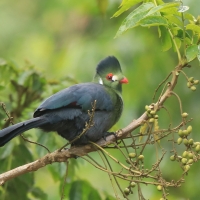 Turak białouchy - Tauraco leucotis - White-cheeked Turaco
