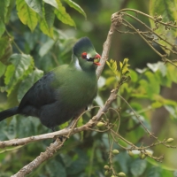 Turak białouchy - Tauraco leucotis - White-cheeked Turaco