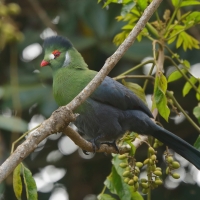 Turak białouchy - Tauraco leucotis - White-cheeked Turaco