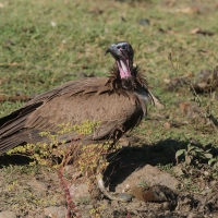 Sęp brunatny - Necrosyrtes monachus - Hooded Vulture