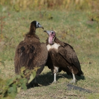 Sęp brunatny - Necrosyrtes monachus - Hooded Vulture