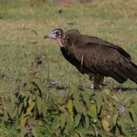 Sęp brunatny - Necrosyrtes monachus - Hooded Vulture