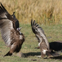Sęp brunatny - Necrosyrtes monachus - Hooded Vulture