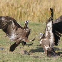 Sęp brunatny - Necrosyrtes monachus - Hooded Vulture