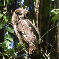 Puszczyk pręgowany - Strix woodfordii - African Wood Owl